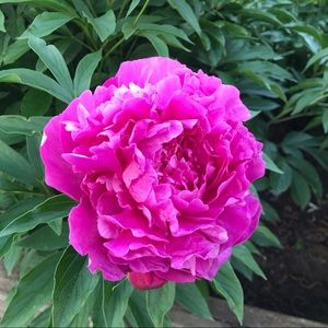 Meet your Posher, Susan